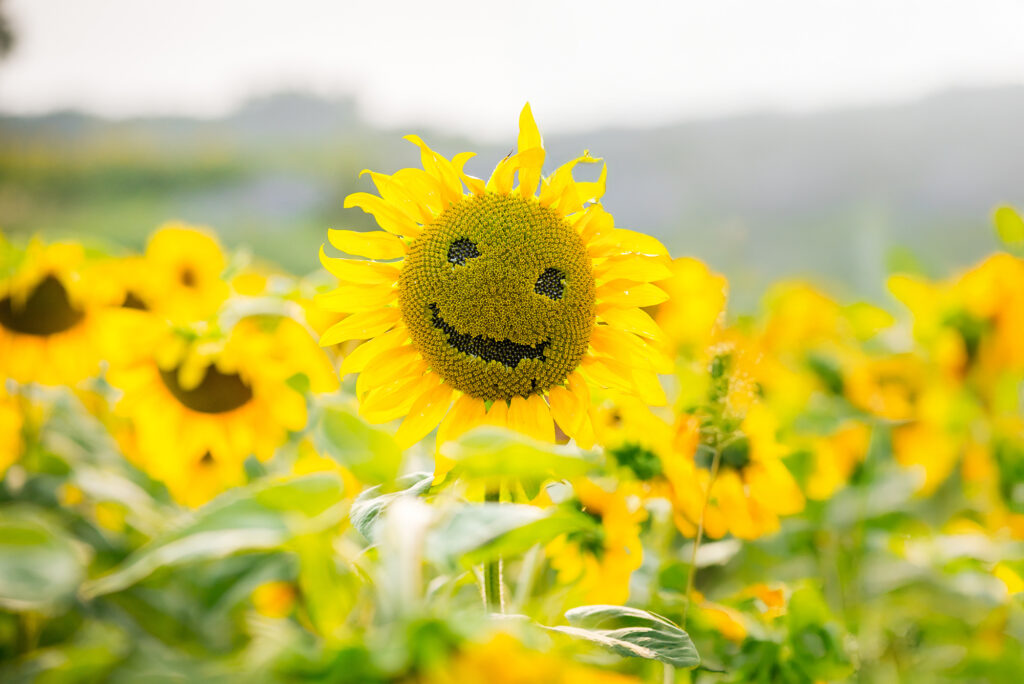 Climate Sunflower